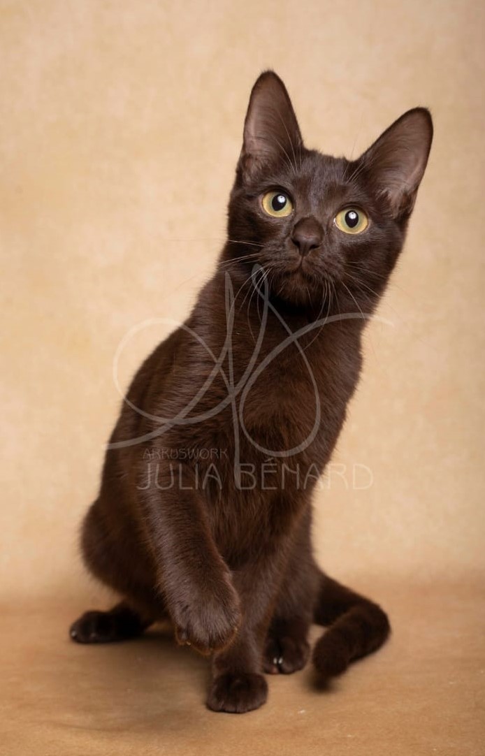 YABEL PRILIN NOTRE DAME DE JOYE